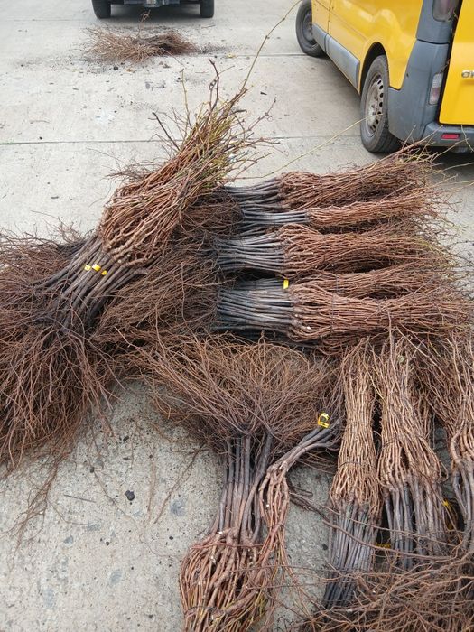 Butasi vita de vie anul 3