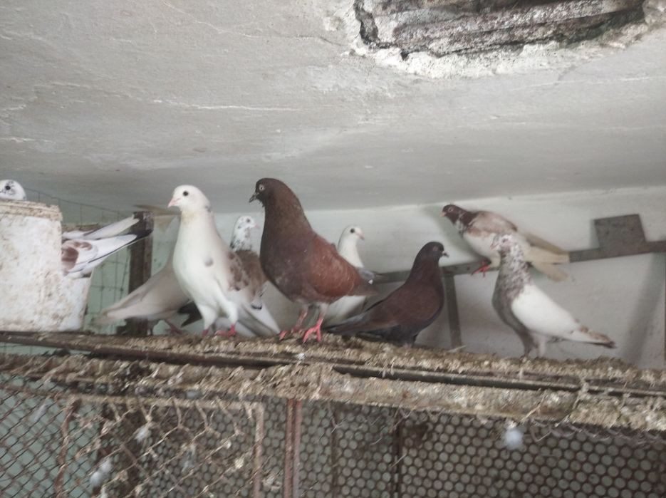 Голуби, молодняк, и не только
