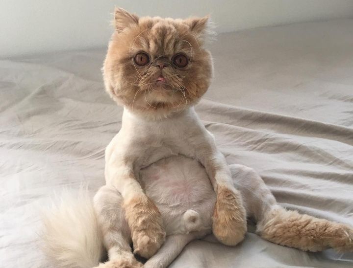 Стрижка кошек избавит вас от шерсти