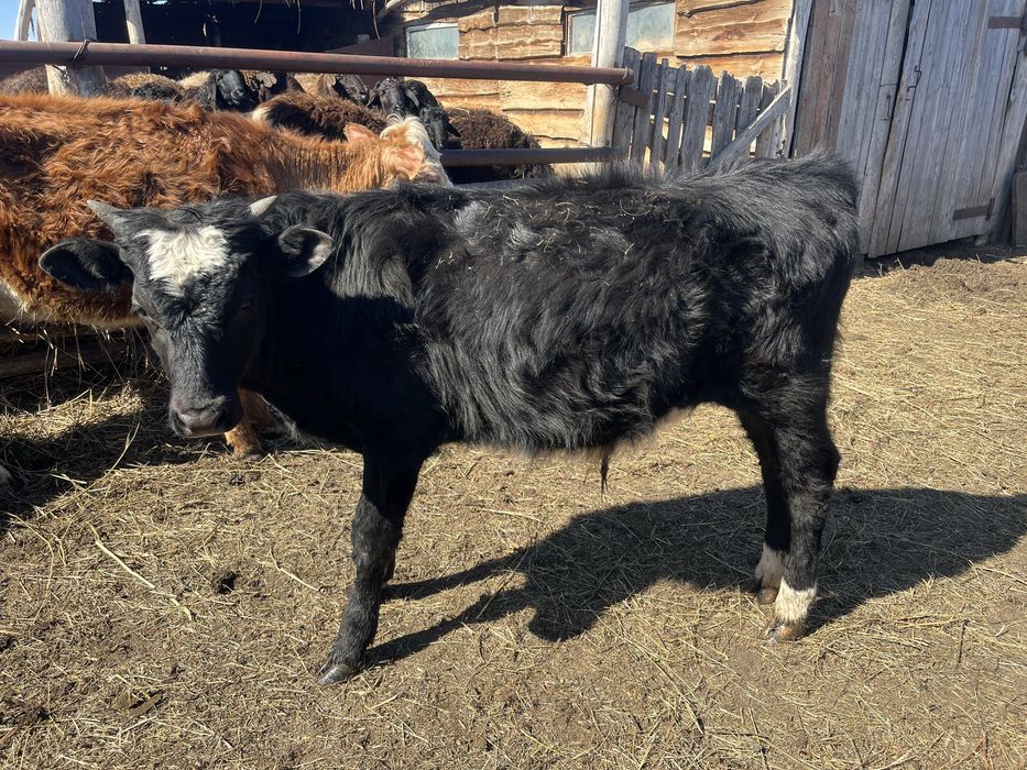 Продам бычков и тёлок