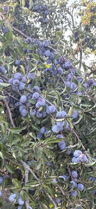 Prune pentru țuică