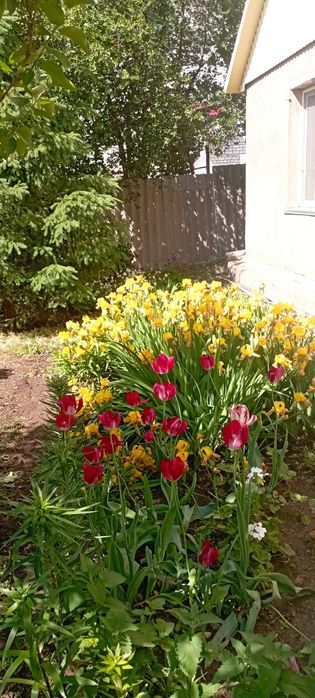 Многолетние цветы