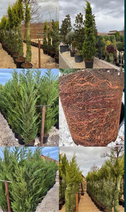 Leylandii gard viu 3m 200 lei buc oriunde in tara