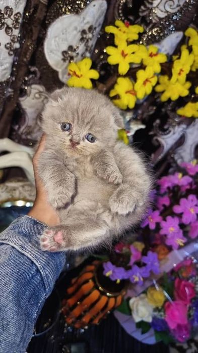 Продаю шиншиллу котят