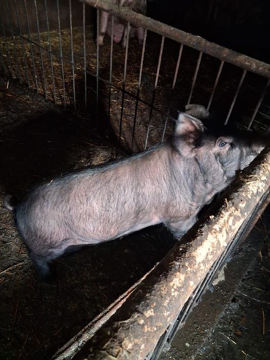 Продам поросят.  4 месяца