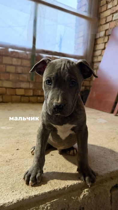 Продаются щенки АМСТАФ