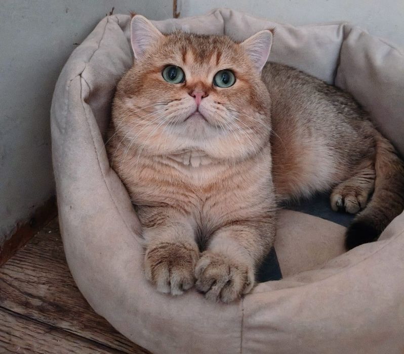 Британские котята