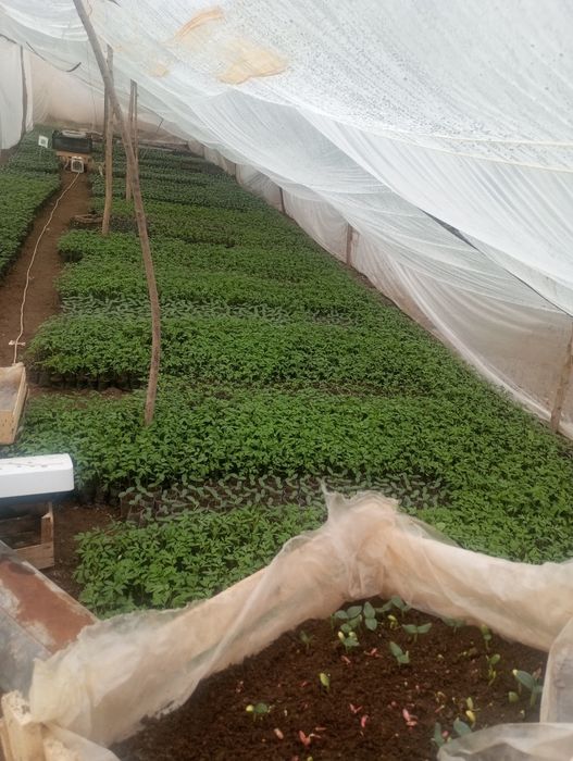 Pomidor bodiring nal sotamiz .