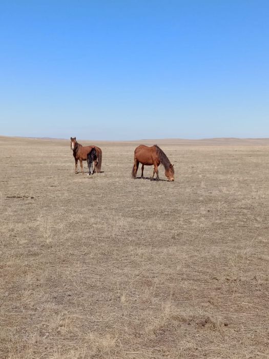 Жақсы жылқылар сатылады