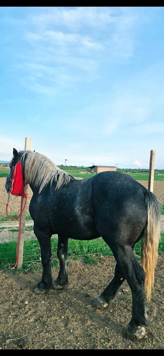 Vând mânz din rasa Percheron