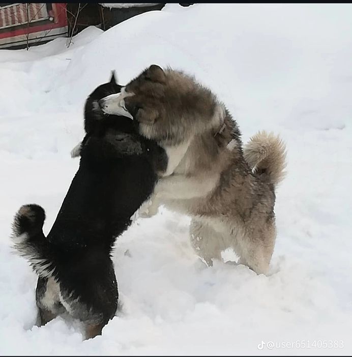 Продам щенков Хаски