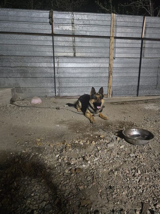 Продам немецкие овчарку