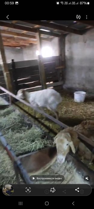 Қой Ешкі Баран Козлы