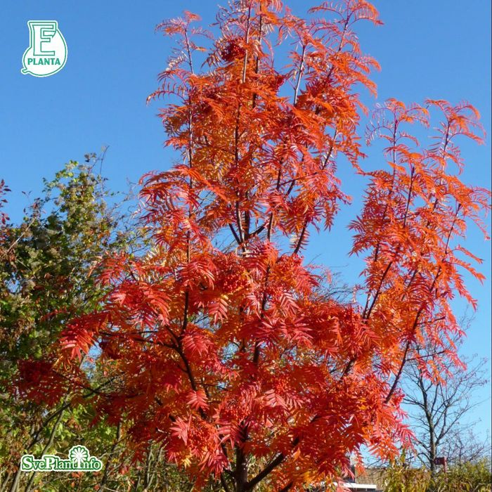 Pomi Ornamentali  sorbus dodong