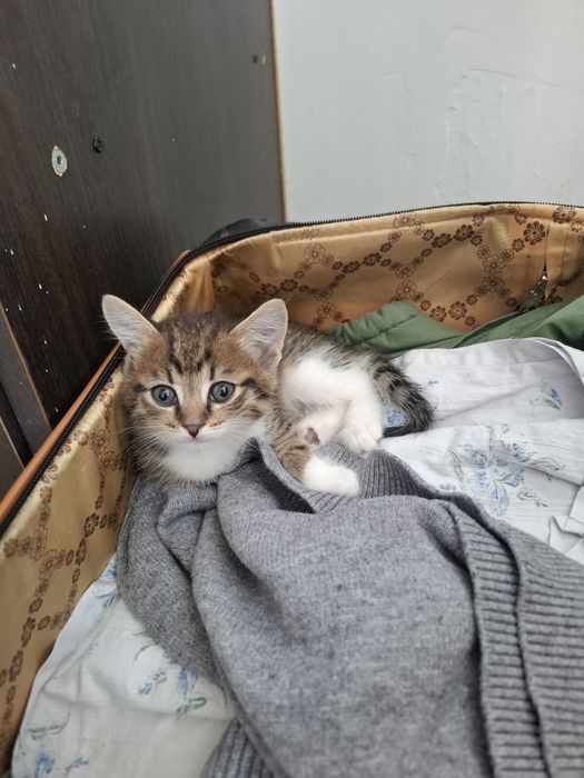 Отдам котят добрый рук