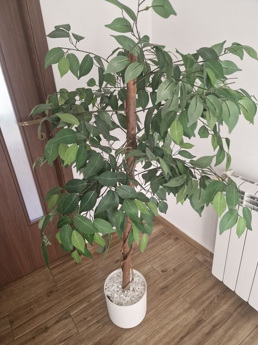 Ficus Benjamina cu frunze artificiale