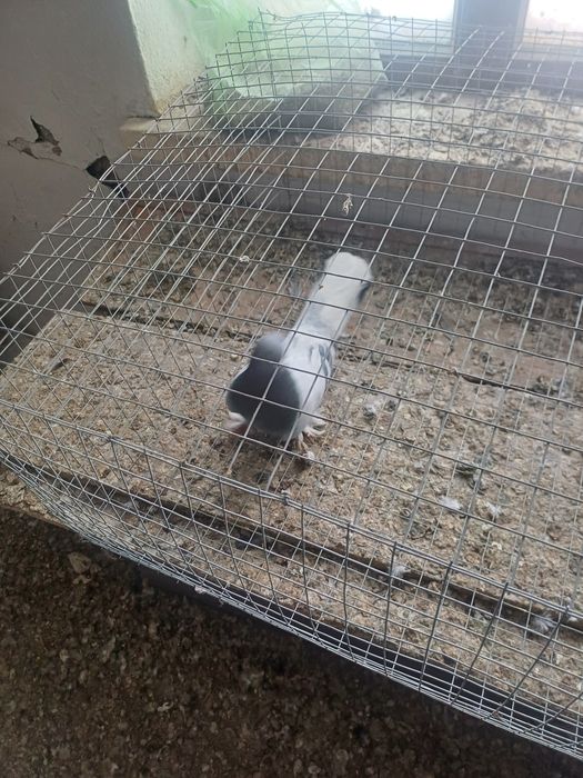 Голуби  такла и полосатый