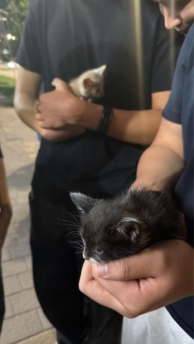 Котята бесплатно