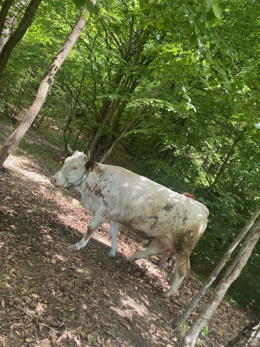 De vânzare două vaci de lapte cu vieți albastru belgian