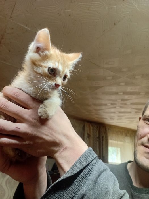 Котики ищут семью