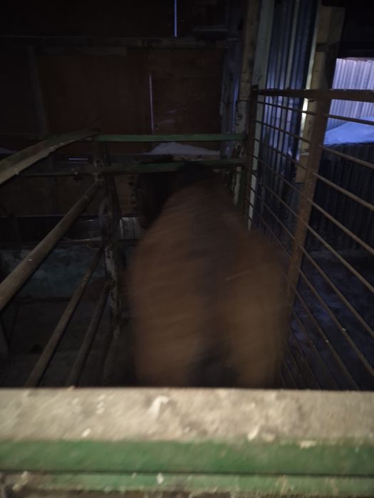 Тайлар с откорма по 550000