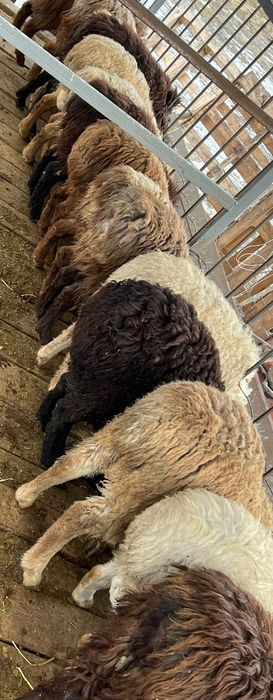 Қой     сатылады