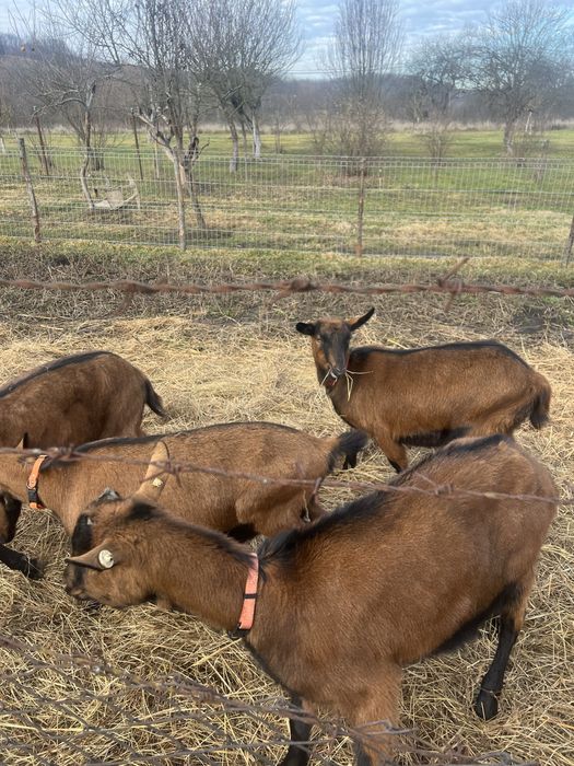 Vand 6 caprite alpine franceze