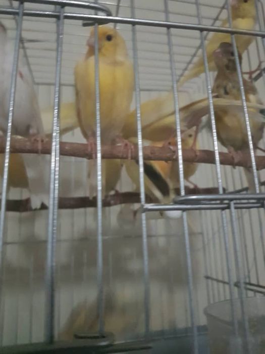 Канарейкаларимиз сотилади