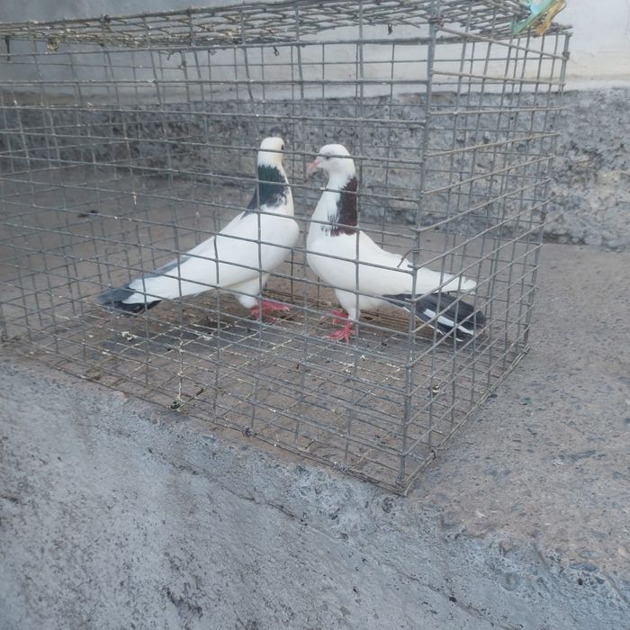 Сиза шейки готовый лет боям