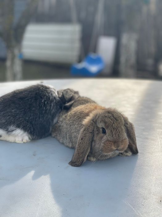 Vând iepuri gerbec uriaș german