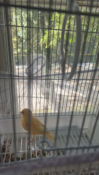 Продаются канарейки