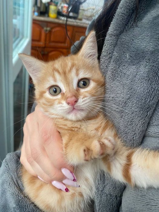 Продавам дългокосмести котенца.