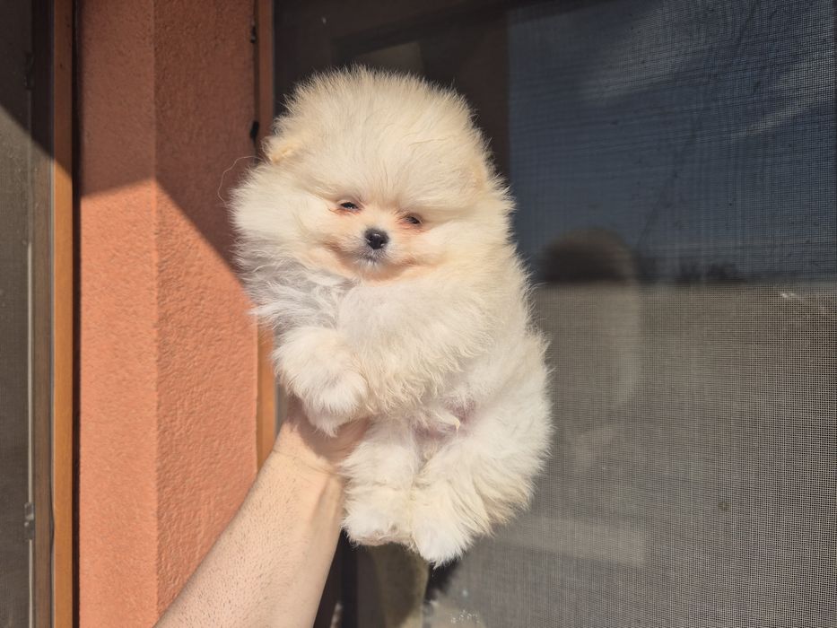 Кремави и бели померанчета