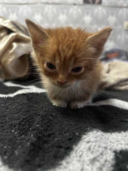Отдам котенка в добрые руки
