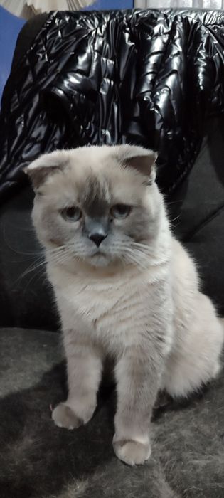 Продам шотландскую девочку.