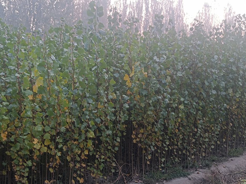 Terak kochat 1 yillik. Oʻzbekiston