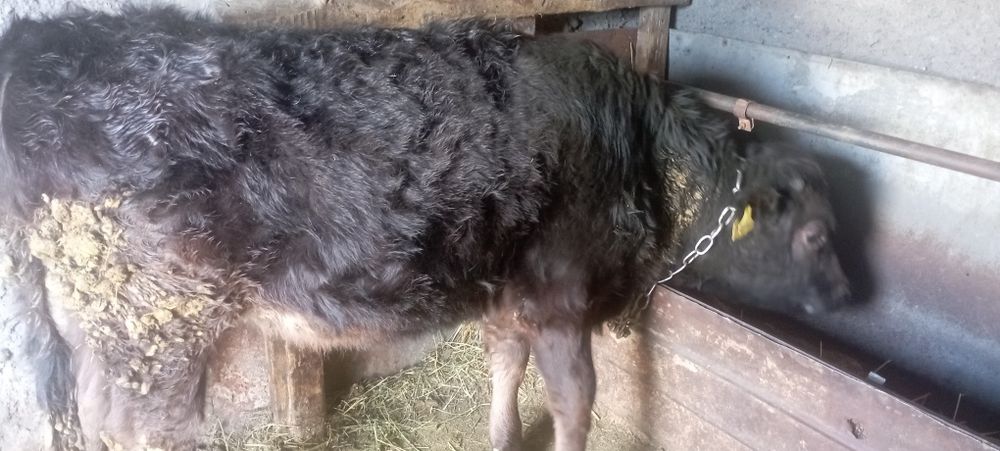 Продам телку возраст 1 год