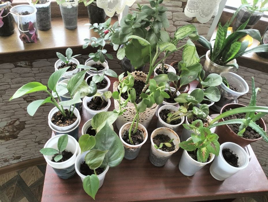 Домашние цветы. Акция