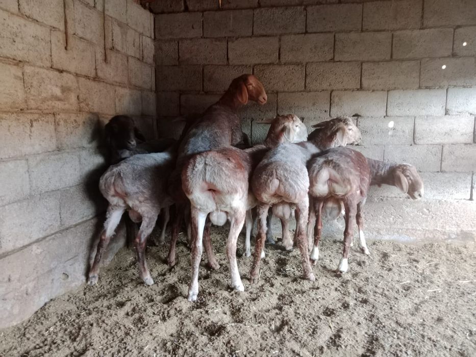 Семіз қойлар сатылады