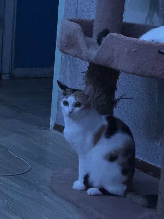 Отдам кошек в добрые руки!