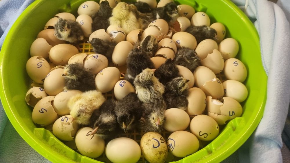 Oua de la diferite gaini de vanzare pentru incubat