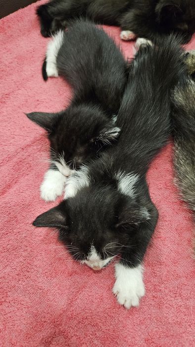 Котята, Шымкент район парк победы
