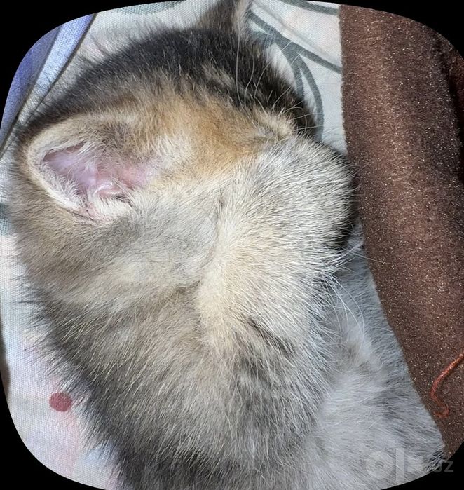 Котёнки Chinchilla