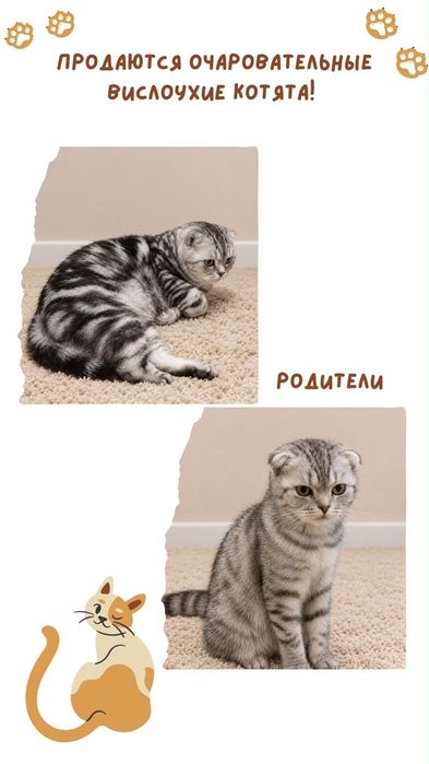 котята шотландские вислоухие