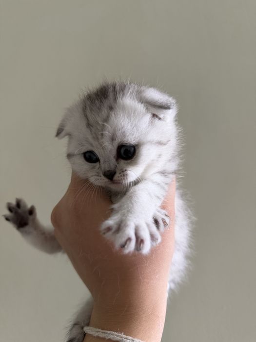Котята шотландские вислоухие