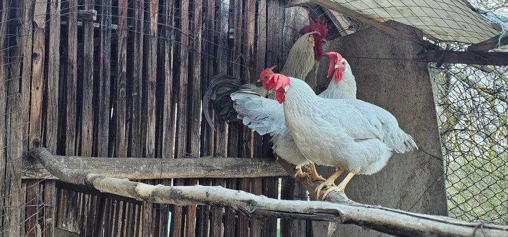 Oua Italiene Perlate Rasa Pura