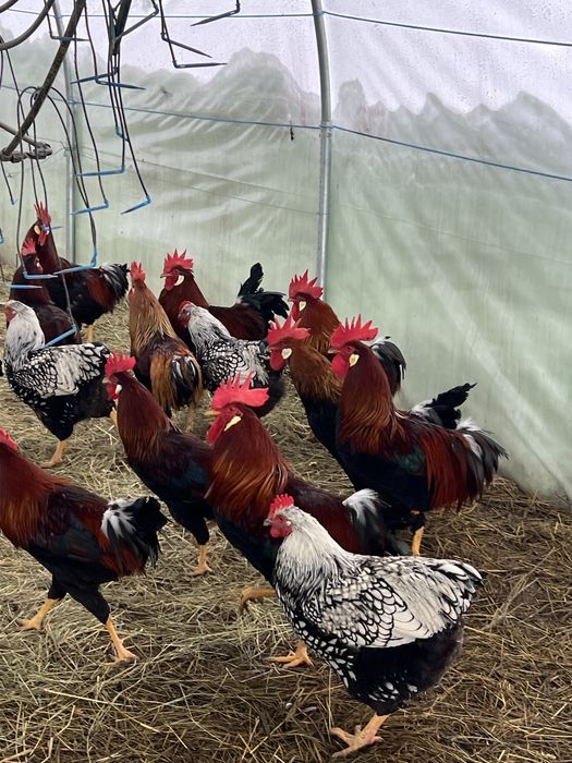 Cocosi italieni, wiandotte disponibili