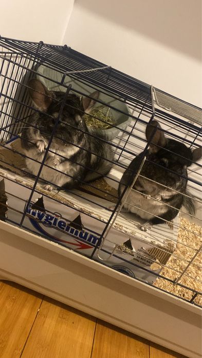 2 Chinchila , cusca , mancare , asternut , etc