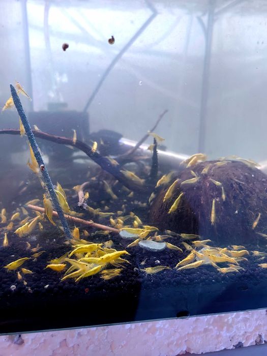 Скариди чери (неокаридина)