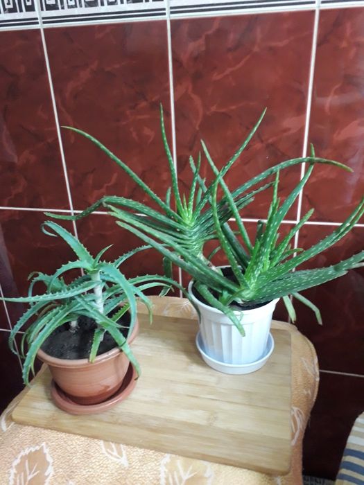 Алоэ столетник .